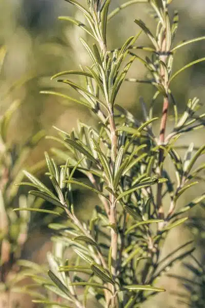 Jardín Mallorca Romero